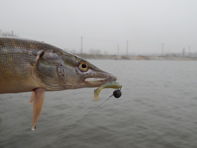 Crazy Pike