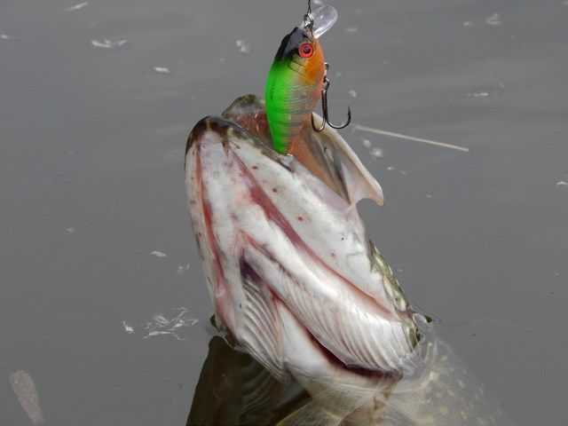 5da90de7b9318252130d4df8045382c4.JPG