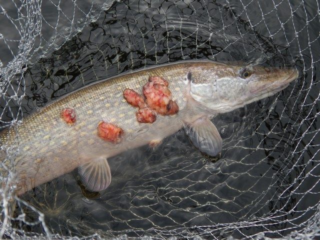 DSCN5840 (Копировать).JPG