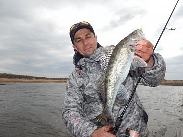 Судака на чистую воду