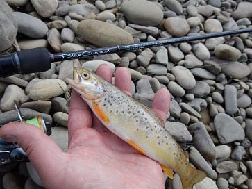 Trout Stream в начале мая