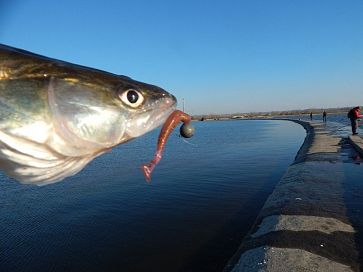 В марте за судаком