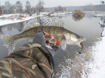 Судак та щука в січні. Ч2