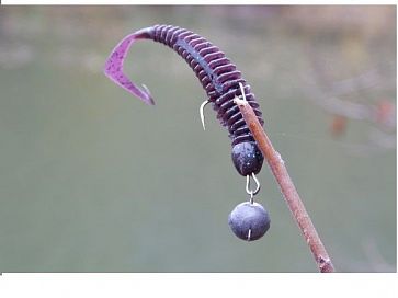 Turborib