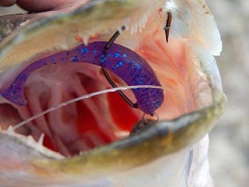 Egg Tail Shad