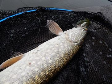 Мала глибина і крижана вода. Частина 2